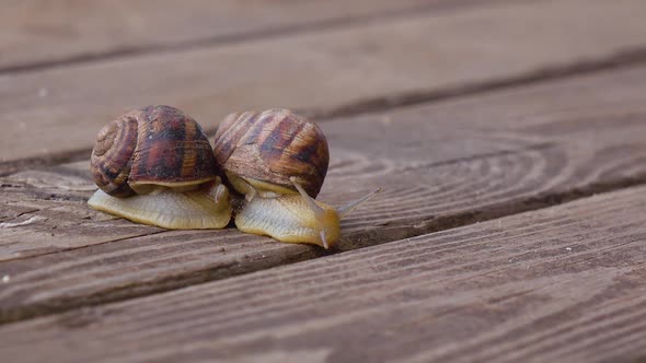 Couple Garden Snails Mating Life Cycle of a Snail