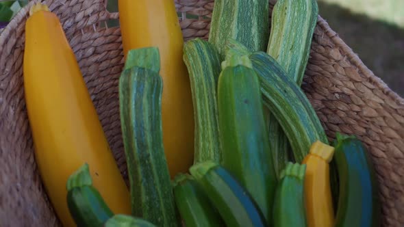 Zucchini and local vegetable display at farmers market.