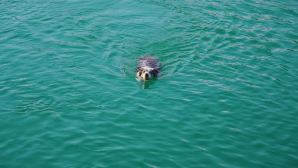 Cute Dog with Ball in Open Mouth Swims Fast in Bled Lake