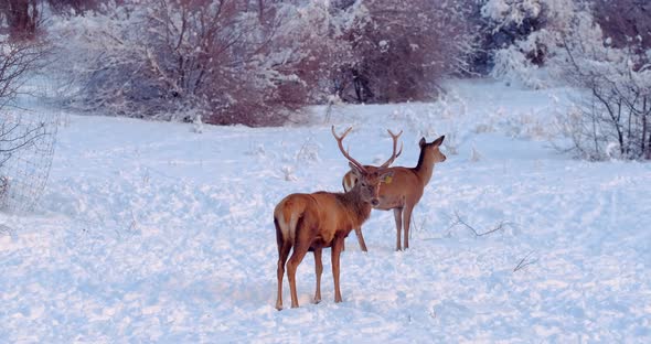 Two Deer Male and Female on the Snowy Clearing in the Forest