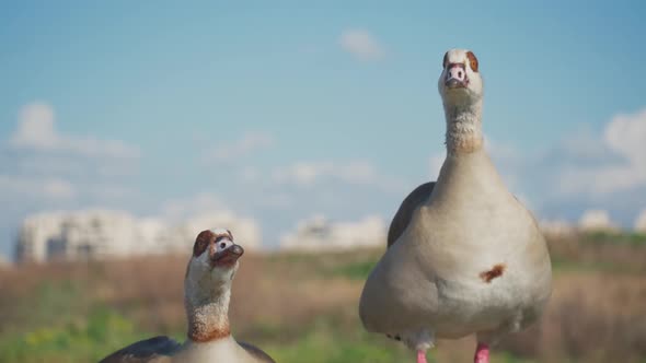 Two ducks outside waving their heads Full HD Slow Motion