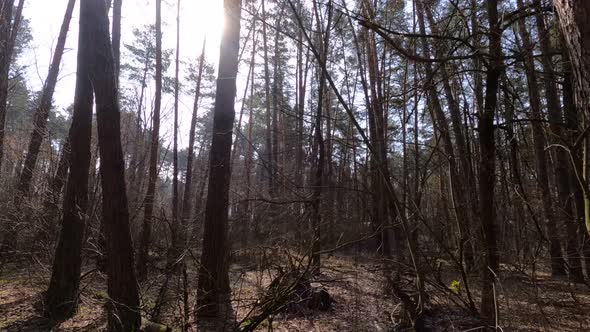 Forest with Pines with High Trunks During the Day