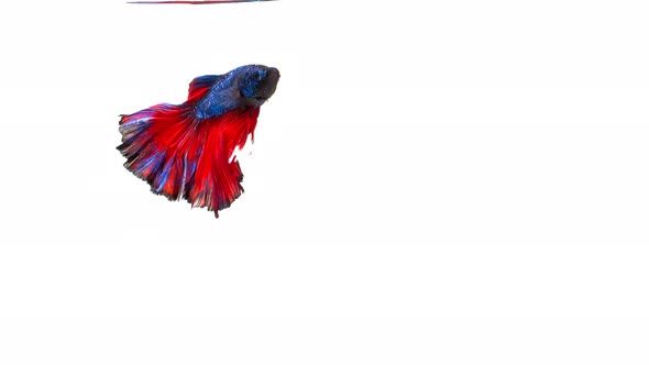 Siamese fighting fish (Betta splendens)