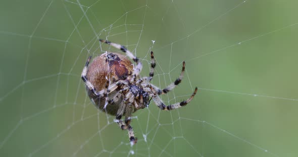 common cross spider sitting grass