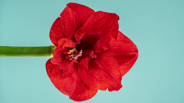 Red Amaryllis Flower Bud Opens in Stop Motion Animation on a Blue Background. Hippeastrum Grows Up