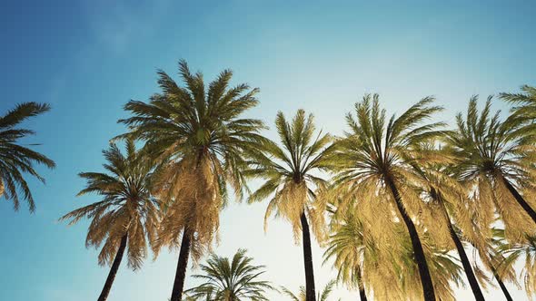 View of the Palm Trees Passing By Under Blue Skies