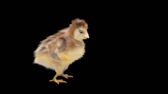 Baby Chicks Dancing HD