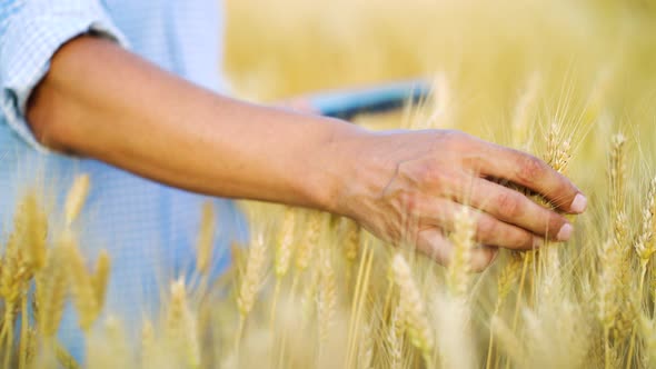 Hand of farmer touching wheat ears in field in summer