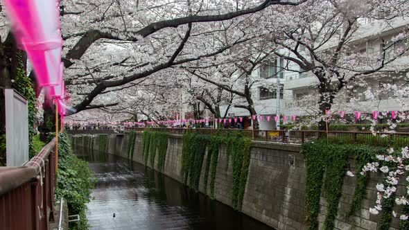 Timelapse Cherry Blossom Over Meguro River in Tokyo