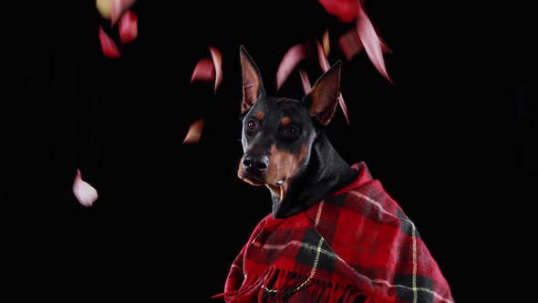 Profile Portrait of a Dark Brown Doberman in a Red Plaid Blanket