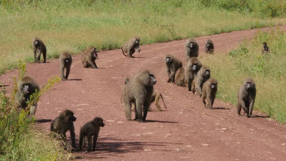 Monkey on red dirty road