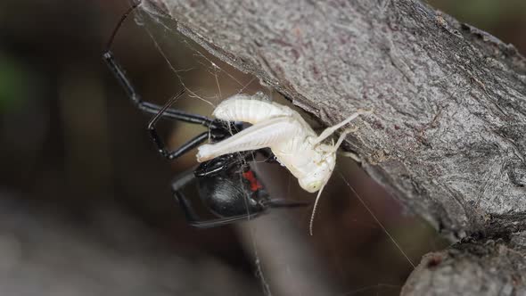 Black Widow Spider with grasshopper stuck in its web