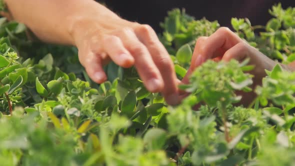 Hands Of Female Gardener Checking Plant Leaves