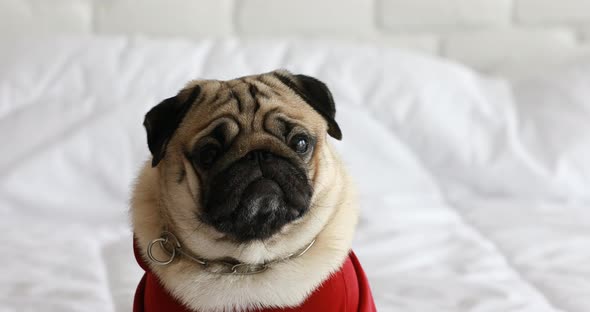 Happy dog pug breed smile and lying in bedroom