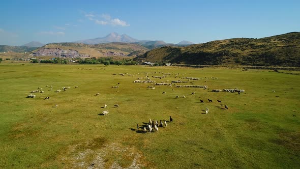 Sheep Herd To Pastures