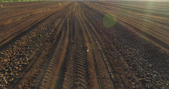 Sod Peat Production Field Drained Bog Landscape