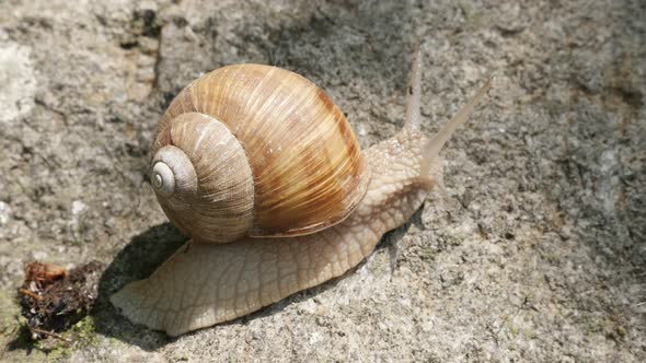 Helix pomatia escargot in the shell close-up  4K 2160p 30fps UltraHD footage - Roman snail on the st