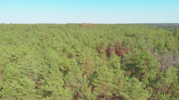 Flight Over The Forest