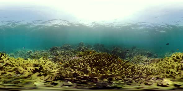 Coral Reef and Tropical Fish Vr360