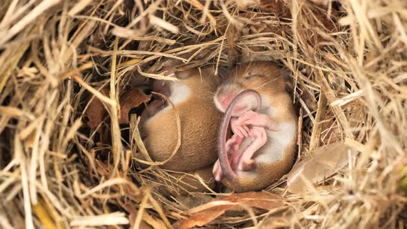 Cute baby mice sleeping in nest
