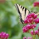 Butterfly feeding from flowers - VideoHive Item for Sale