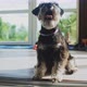 Zwergschnauzer Dog in Sunny Room - VideoHive Item for Sale
