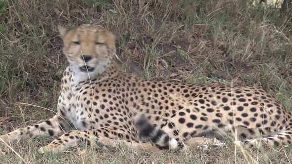 Cheetah resting on the savanna