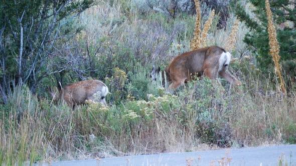 A skinng and sickly doe and fawn mule deer forage along a forest road