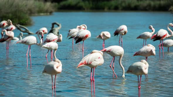 flamingo bird nature wildlife reserve carmargue lagoon