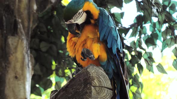 Portrait of Colorful Macaw Parrot Sitting on the Tree Branch Against Jungle Background Blueandyellow