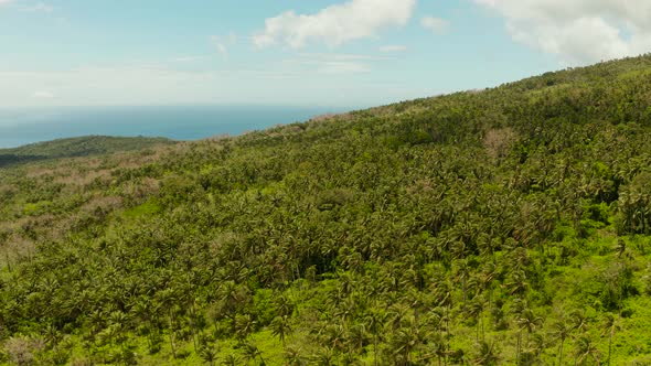 Tropical Landscape Sea Coast, Mountains