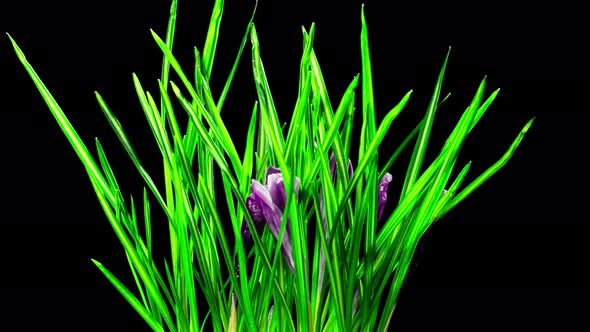 Crocus flowers bloom and die, time-lapse with alpha channel