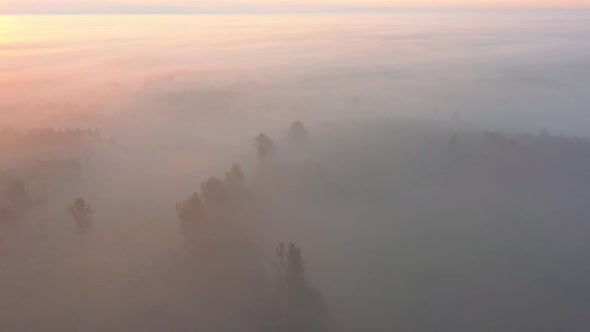 Flight Above Forest