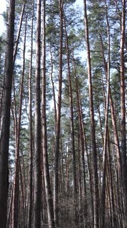 Vertical Video of the Pine Forest in the Afternoon