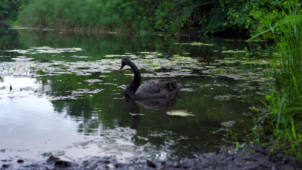 One Black Swan drinking water, lake in Botanic Garden Singapore