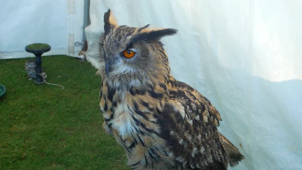 Owl on perch at wildlife event display.