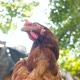 Closeup of a Chicken - VideoHive Item for Sale