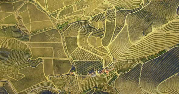 Vineyards Field Aerial View