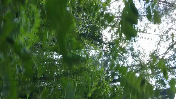 Vertical Video of Green Forest By Day