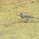 Juvenile White Wagtail or Motacilla Alba Eats Botfly - VideoHive Item for Sale