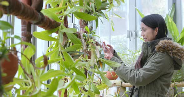 Woman taking photo on cellphone in green house