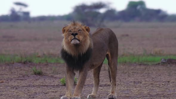 A Black-Maned Lion Walking And Stretching Casually In The Grounds Of Nxai Pan National Park. -medium