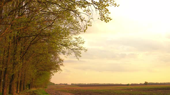 The Trees Of The Field