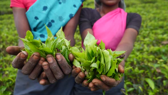 Hands With Tea Leaves In Tea Fields In Sri Lanka