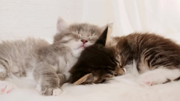 Little Kittens Sleeping