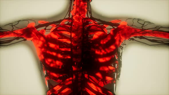 Human Skeleton Bones Scan Glowing