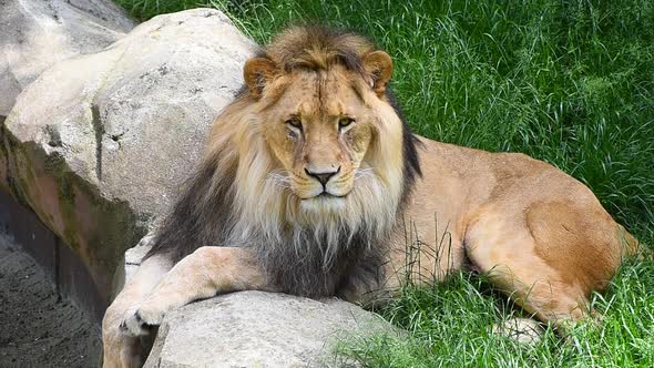 Close up portrait of male lion