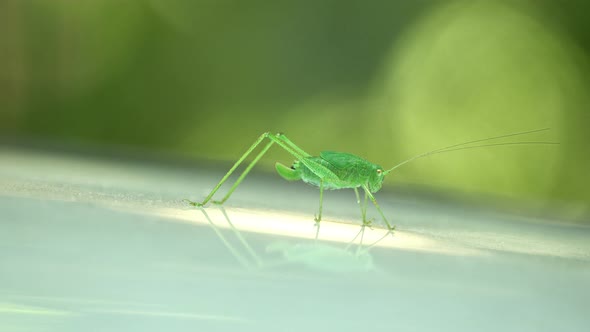 Speckled Bush-Cricket - Leptophyes Punctatissima