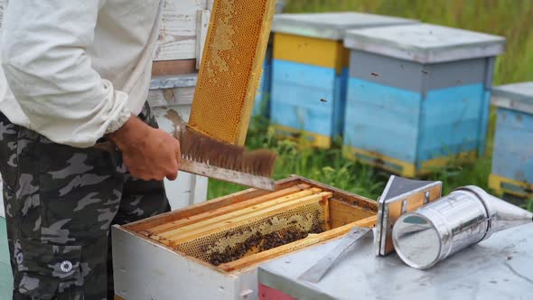 Man in apiary protective clothes cleans honeycomb with brush. 