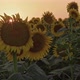 Sunflowers In The Field Agricultural At Sunset - VideoHive Item for Sale